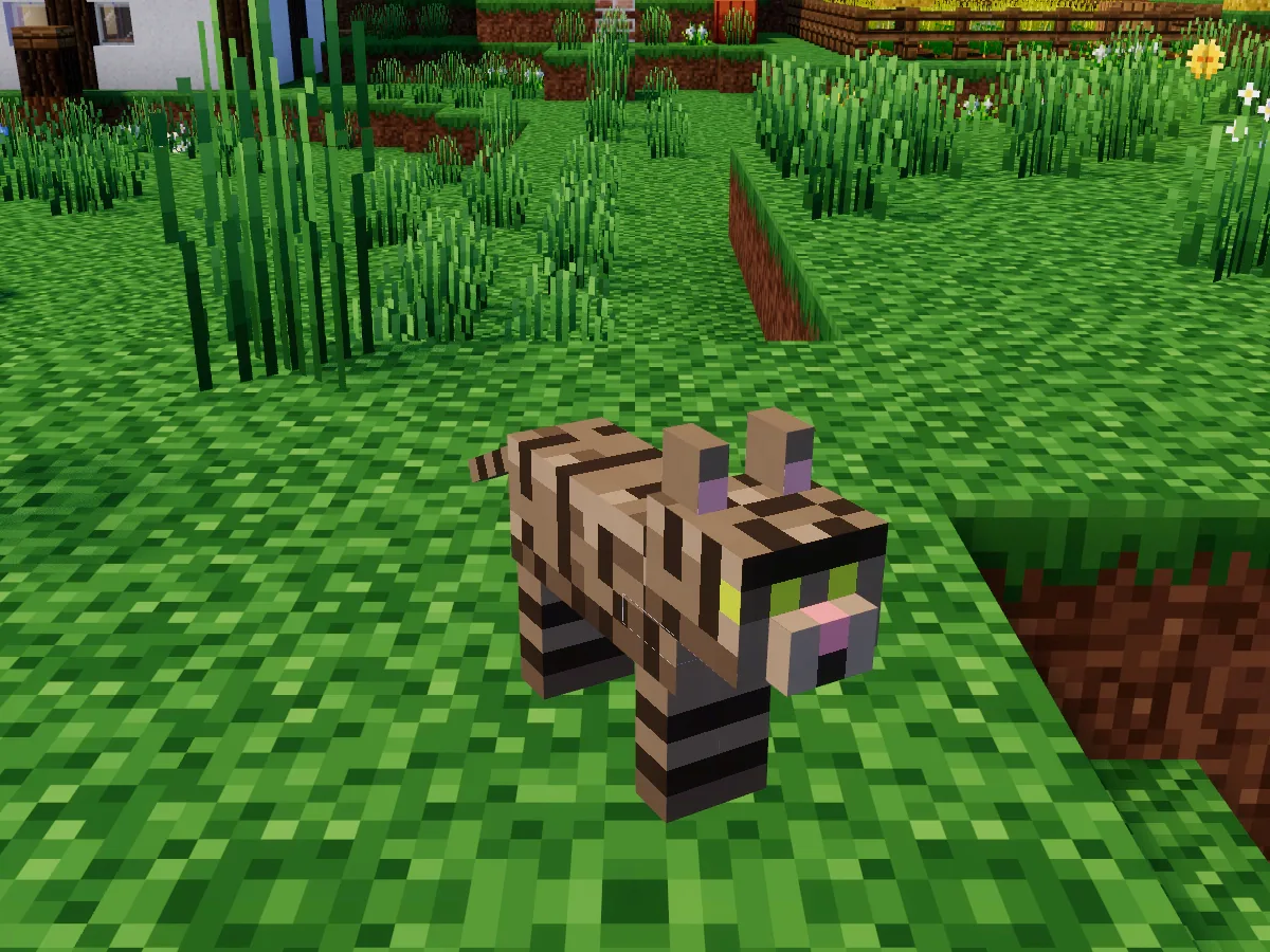 A tabby cat