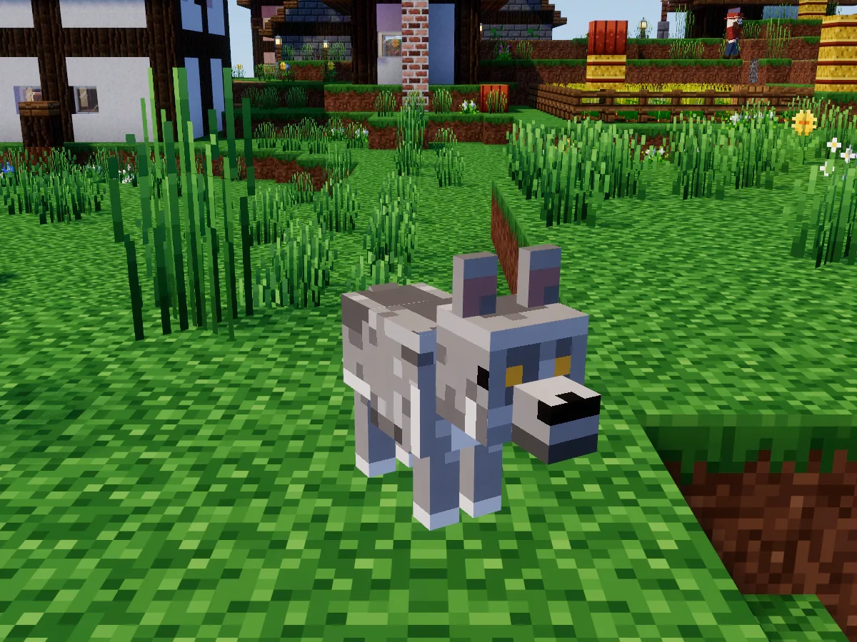 A grey dog