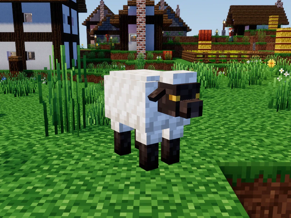 A white sheep with a dark face